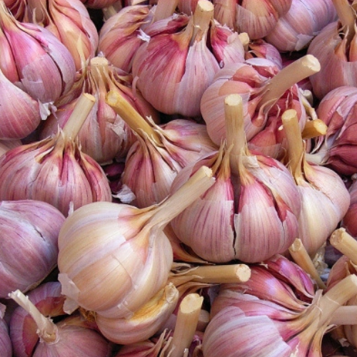 Acme Global Merchants - Garlic