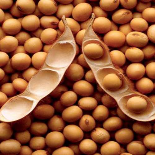 Acme Global Merchants - Soybeans 4